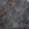 2017 cold morning rain.jpg