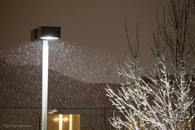 snowing cats and dogs