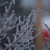frosty braches.jpg